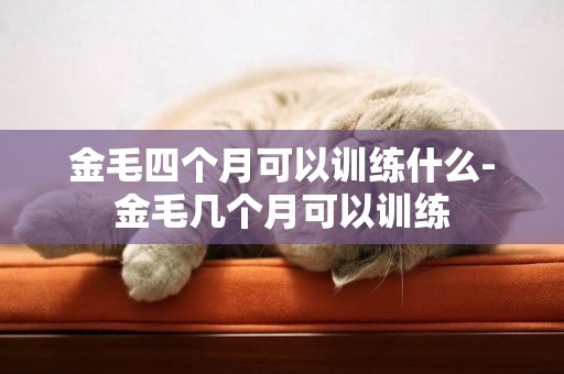 金毛四個月可以訓練什么-金毛幾個月可以訓練