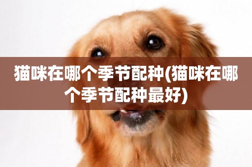 貓咪在哪個季節配種(貓咪在哪個季節配種最好)