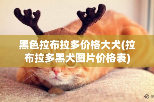 黑色拉布拉多價格大犬(拉布拉多黑犬圖片價格表)