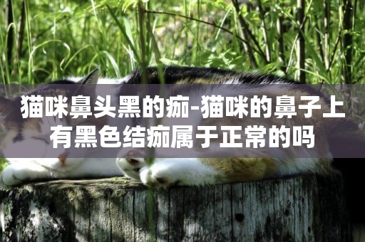 貓咪鼻頭黑的痂-貓咪的鼻子上有黑色結痂屬于正常的嗎