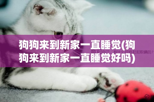 狗狗來到新家一直睡覺(狗狗來到新家一直睡覺好嗎)