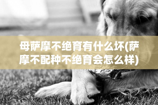 母薩摩不絕育有什么壞(薩摩不配種不絕育會怎么樣)