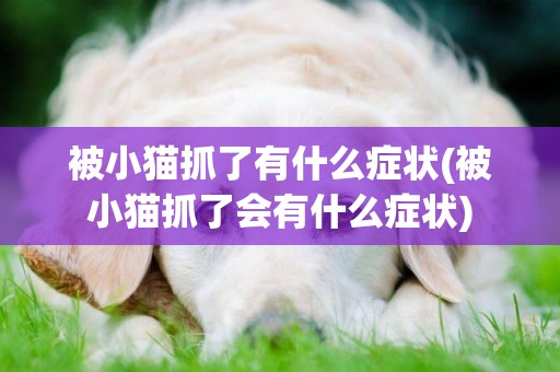 被小貓抓了有什么癥狀(被小貓抓了會有什么癥狀)