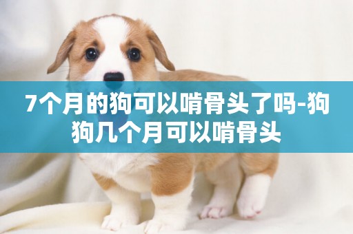 7個月的狗可以啃骨頭了嗎-狗狗幾個月可以啃骨頭