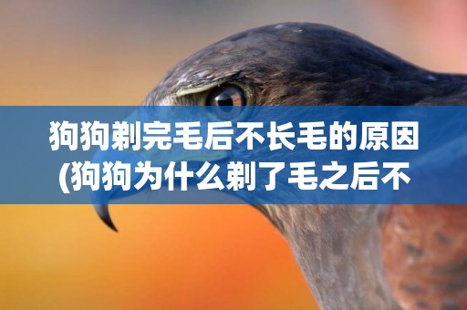 狗狗剃完毛后不長毛的原因(狗狗為什么剃了毛之后不長了)