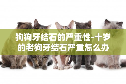 狗狗牙結石的嚴重性-十歲的老狗牙結石嚴重怎么辦