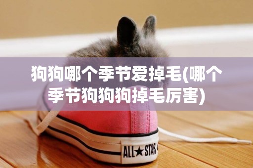 狗狗哪個季節愛掉毛(哪個季節狗狗狗掉毛厲害)
