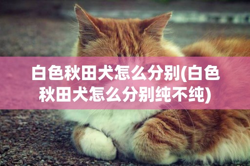 白色秋田犬怎么分別(白色秋田犬怎么分別純不純)