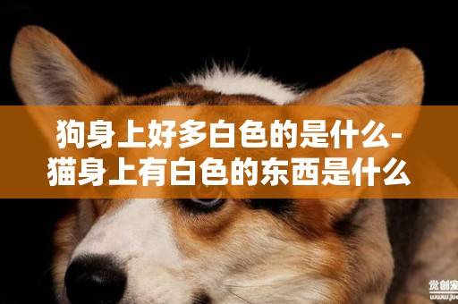 狗身上好多白色的是什么-貓身上有白色的東西是什么東西怎么辦
