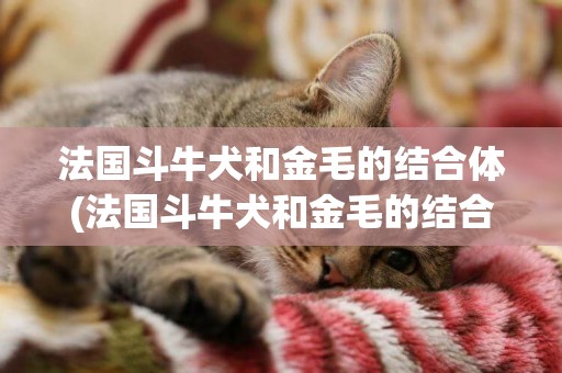 法國斗牛犬和金毛的結合體(法國斗牛犬和金毛的結合體是什么)