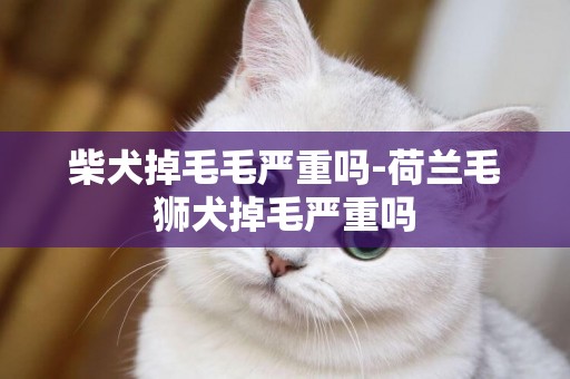 柴犬掉毛毛嚴重嗎-荷蘭毛獅犬掉毛嚴重嗎
