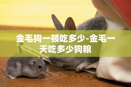 金毛狗一頓吃多少-金毛一天吃多少狗糧