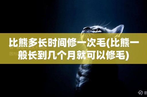比熊多長時間修一次毛(比熊一般長到幾個月就可以修毛)