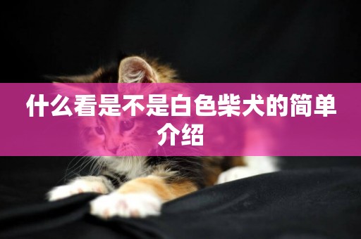 什么看是不是白色柴犬的簡單介紹