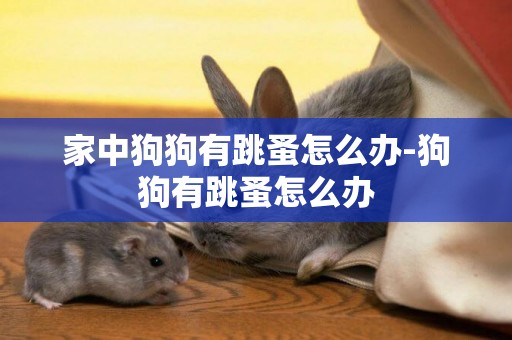 家中狗狗有跳蚤怎么辦-狗狗有跳蚤怎么辦