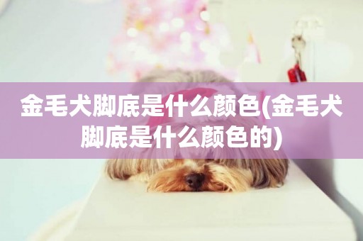 金毛犬腳底是什么顏色(金毛犬腳底是什么顏色的)