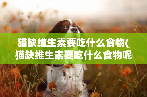 貓缺維生素要吃什么食物(貓缺維生素要吃什么食物呢)