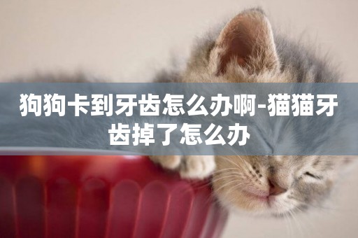 狗狗卡到牙齒怎么辦啊-貓貓牙齒掉了怎么辦