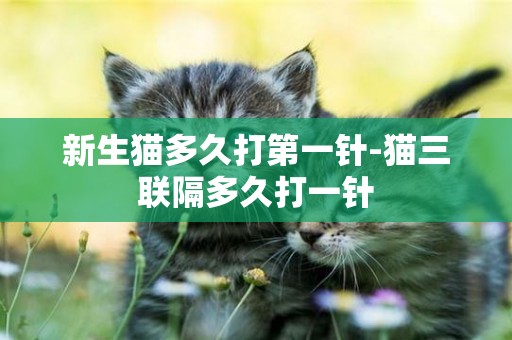 新生貓多久打第一針-貓三聯隔多久打一針