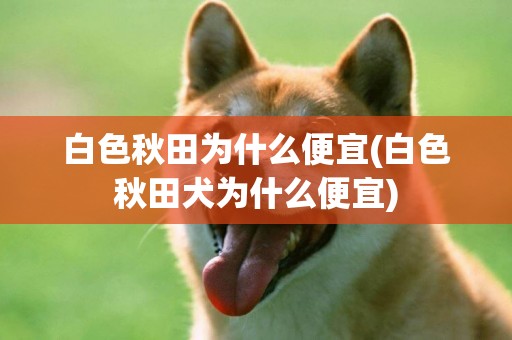 白色秋田為什么便宜(白色秋田犬為什么便宜)