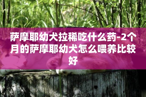 薩摩耶幼犬拉稀吃什么藥-2個月的薩摩耶幼犬怎么喂養比較好