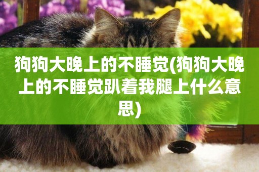 狗狗大晚上的不睡覺(狗狗大晚上的不睡覺趴著我腿上什么意思)