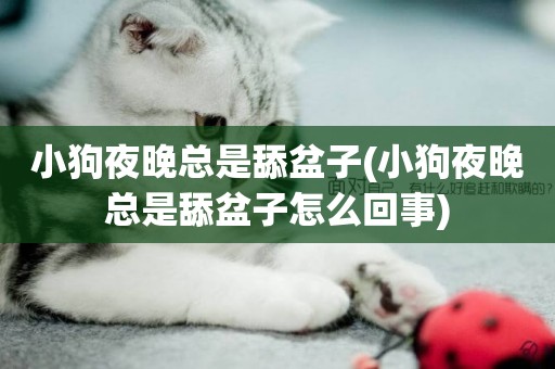 小狗夜晚總是舔盆子(小狗夜晚總是舔盆子怎么回事)