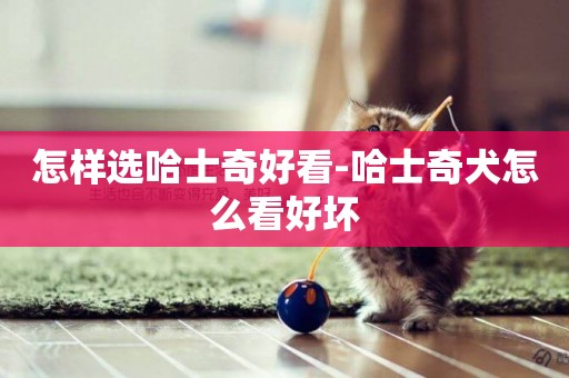 怎樣選哈士奇好看-哈士奇犬怎么看好壞