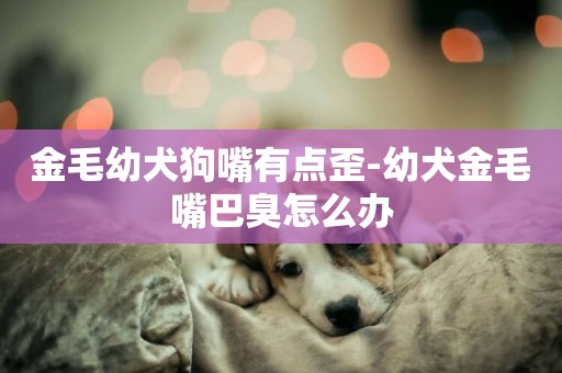 金毛幼犬狗嘴有點歪-幼犬金毛嘴巴臭怎么辦