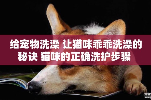 給寵物洗澡 讓貓咪乖乖洗澡的秘訣 貓咪的正確洗護步驟 