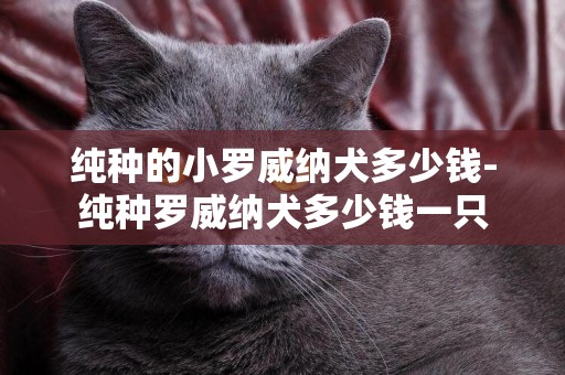 純種的小羅威納犬多少錢-純種羅威納犬多少錢一只