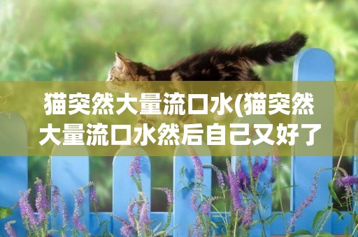 貓突然大量流口水(貓突然大量流口水然后自己又好了)