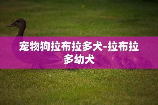 寵物狗拉布拉多犬-拉布拉多幼犬