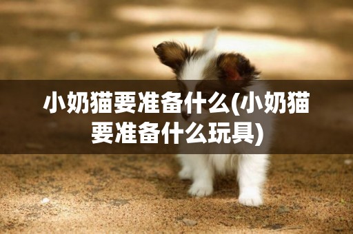 小奶貓要準備什么(小奶貓要準備什么玩具)