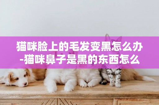 貓咪臉上的毛發變黑怎么辦-貓咪鼻子是黑的東西怎么辦