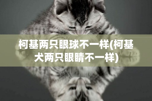 柯基兩只眼球不一樣(柯基犬兩只眼睛不一樣)