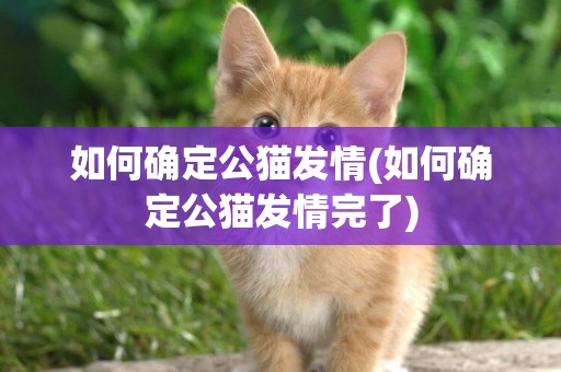 如何確定公貓發情(如何確定公貓發情完了)