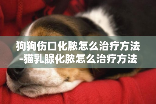 狗狗傷口化膿怎么治療方法-貓乳腺化膿怎么治療方法