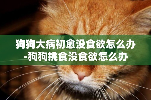 狗狗大病初愈沒食欲怎么辦-狗狗挑食沒食欲怎么辦