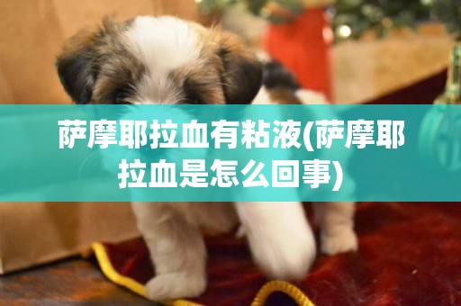 薩摩耶拉血有粘液(薩摩耶拉血是怎么回事)