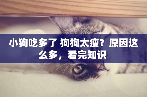 小狗吃多了 狗狗太瘦？原因這么多，看完知識 