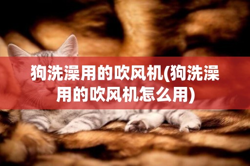 狗洗澡用的吹風機(狗洗澡用的吹風機怎么用)