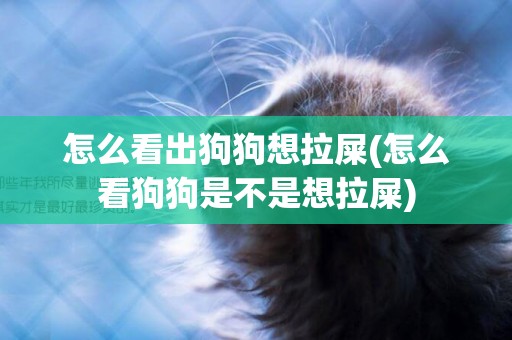 怎么看出狗狗想拉屎(怎么看狗狗是不是想拉屎)