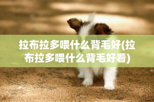 拉布拉多喂什么背毛好(拉布拉多喂什么背毛好看)
