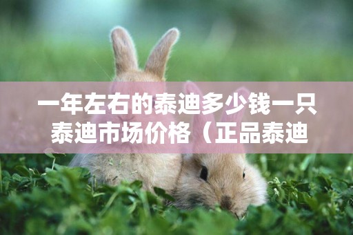 一年左右的泰迪多少錢一只 泰迪市場價格（正品泰迪狗多少錢一只） 