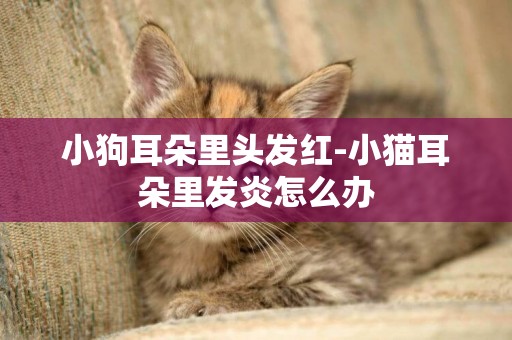 小狗耳朵里頭發紅-小貓耳朵里發炎怎么辦