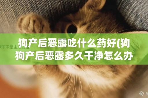 狗產后惡露吃什么藥好(狗狗產后惡露多久干凈怎么辦)