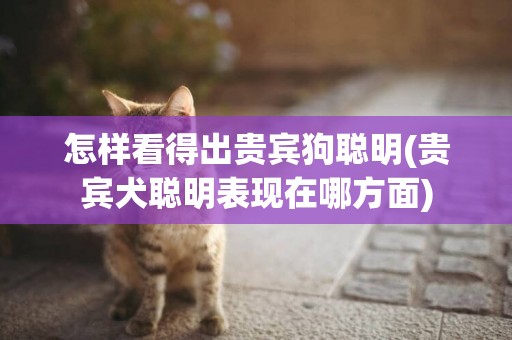 怎樣看得出貴賓狗聰明(貴賓犬聰明表現在哪方面)