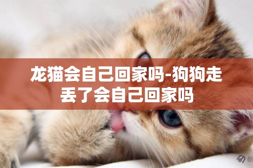 龍貓會自己回家嗎-狗狗走丟了會自己回家嗎