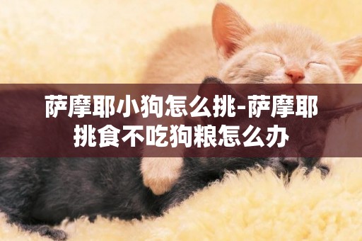 薩摩耶小狗怎么挑-薩摩耶挑食不吃狗糧怎么辦